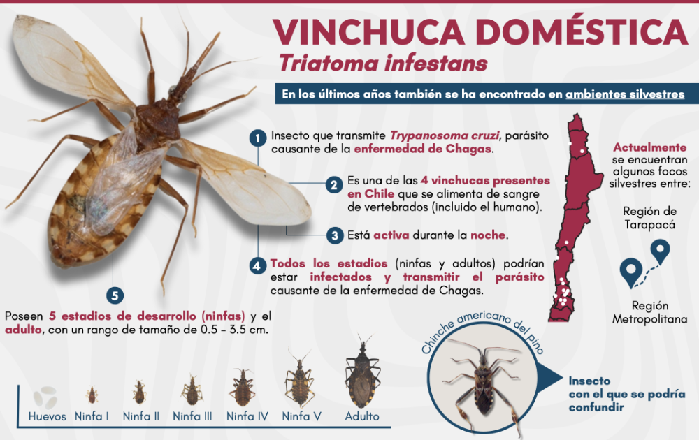 Infografía